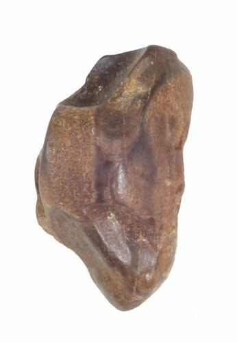 Partial Triceratops Shed Tooth - Montana #41302